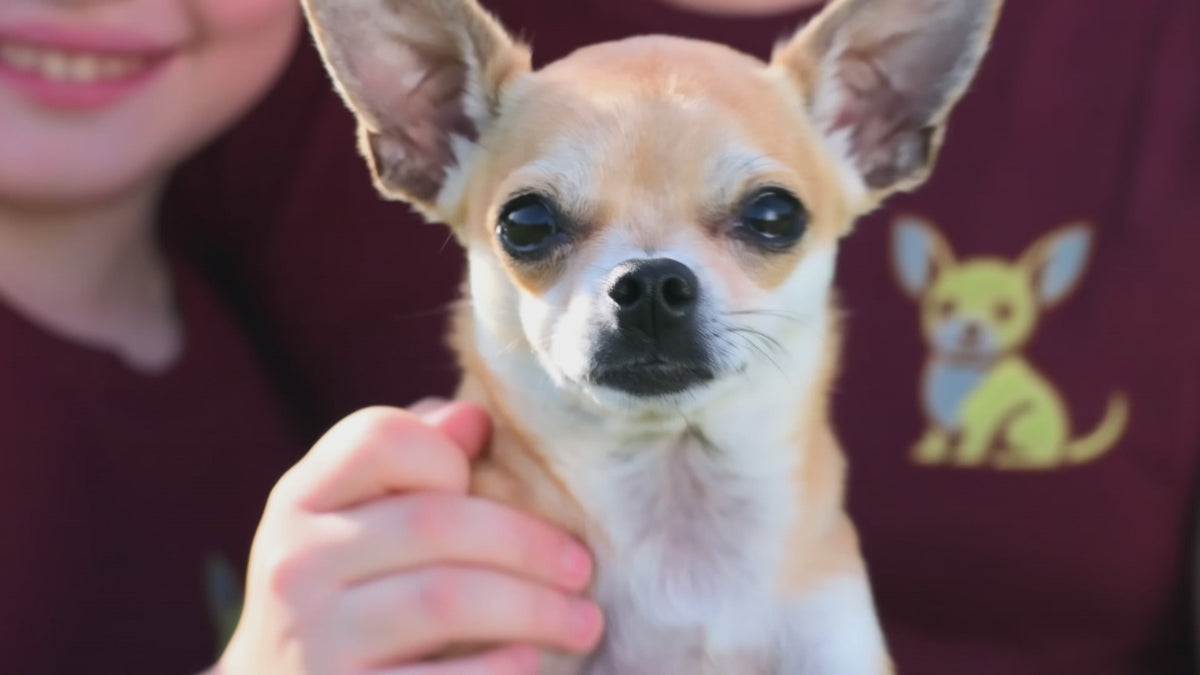 CHIHUAHUA CLOTHING BRAND